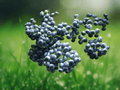 10 Seeds Sambucus caerulea Blue Elderberry Shrub Edible Berry Native Plant