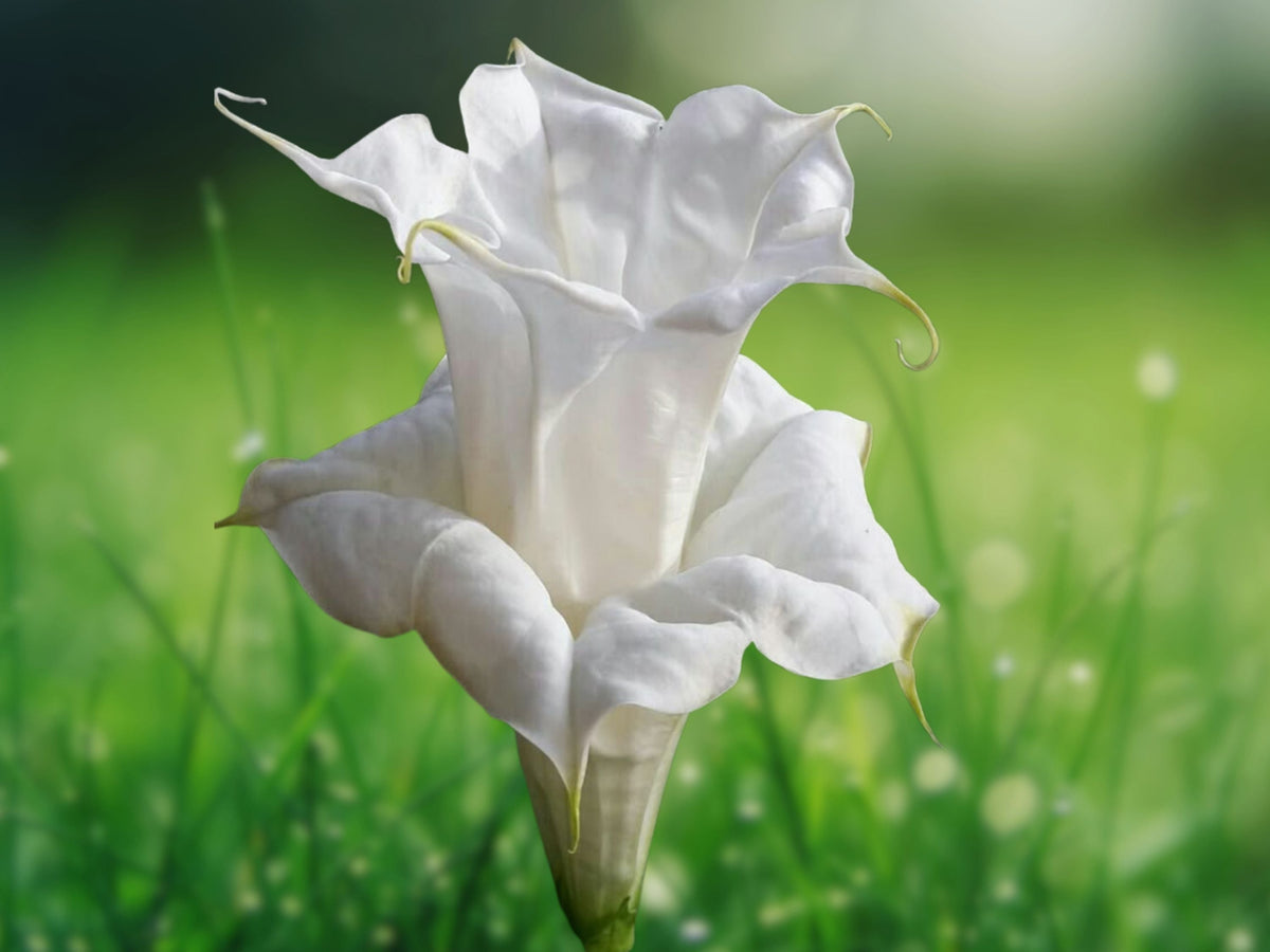 10 Seeds Brugmansia Pearl White Angel Trumpet Hybrid Fragrant Tropical Tree Flower Patio