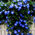 Blue Morning Glory Seeds 300 Count Climbing Vine Ipomoea purpurea Garden Flower Seeds