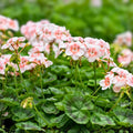 Rare Geranium Plants Set of 2 - Unique Varieties in 3-Inch Pots (Geranium spp.)