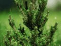3 Live Plants Japanese Black Pine Pinus thunbergii Starter Trees