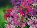 100 Seeds Bee Balm Panorama Mix Monarda Didyma Perennial Fragrant Pollinator Flower Blend Butterflies Hummingbirds