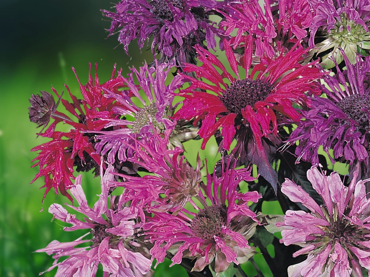 100 Seeds Bee Balm Panorama Mix Monarda Didyma Perennial Fragrant Pollinator Flower Blend Butterflies Hummingbirds