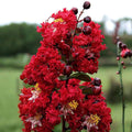 Dynamite Crape Myrtle Live Plant - 16" Lagerstroemia indica 'Whit II' - Red Flowers, Hardy Ornamental Shrub
