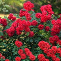 True Passion Rose Cuttings - Bright Fiery Blooms - Rosa 'True Passion' - Garden and Floral Arrangement Plant