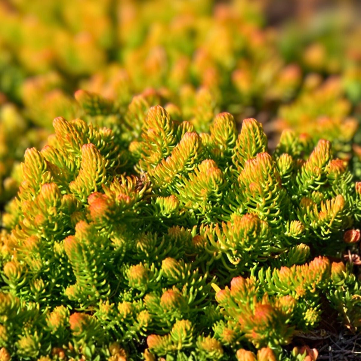 Angelina Sedum Live Plants - 5in Organic Perennial Ground Cover - Sedum rupestre 'Angelina' - Set of 5, Pesticide-Free
