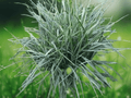 5 Seeds Mondo Grass Ophiopogon japonica Evergreen Groundcover Shade Border