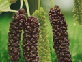 10 Plant Plugs Pakistan Mulberry Morus macroura Sweet Fruiting Starter Plants