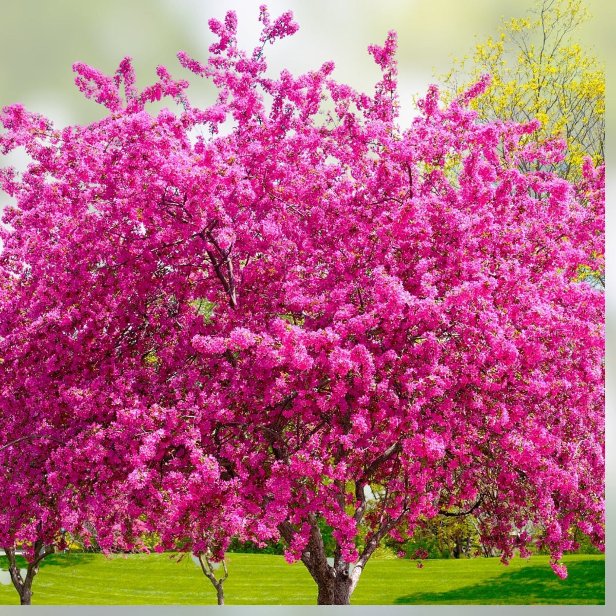 Red Bud Tree Seeds – 30+ Seeds for Yard or Bonsai – Exotic Flowering Tree Cercis canadensis