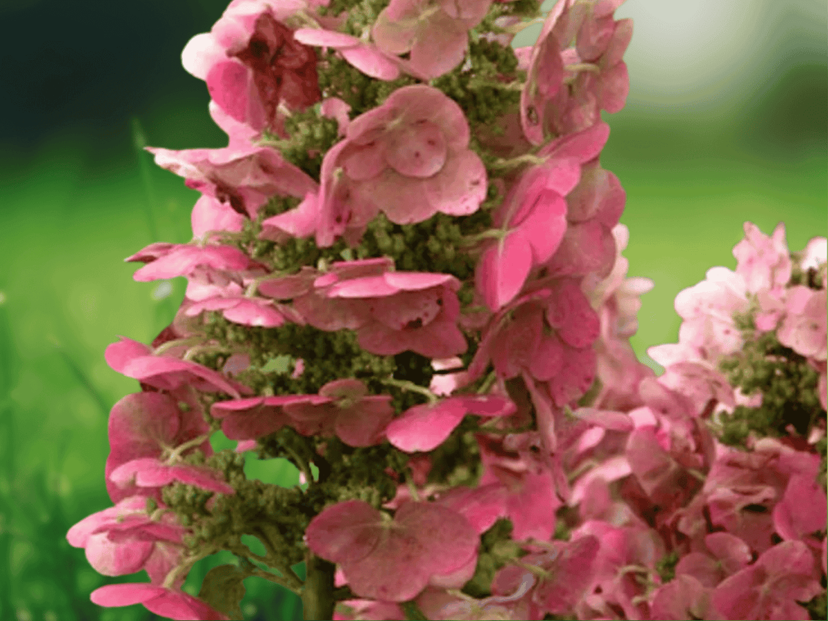 1 Live Plant Munchkin Dwarf Oakleaf Hydrangea Compact Hydrangea Shrub