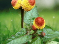 10 Seeds Spilanthes acmella Toothache Plant Edible Herb Garden
