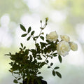 White Heirloom Climbing Rose Bush 1' Live Plant - Rosa Multiflora 'Baby Rambler' - Fragrant White Flowers, Hardy Garden Climber