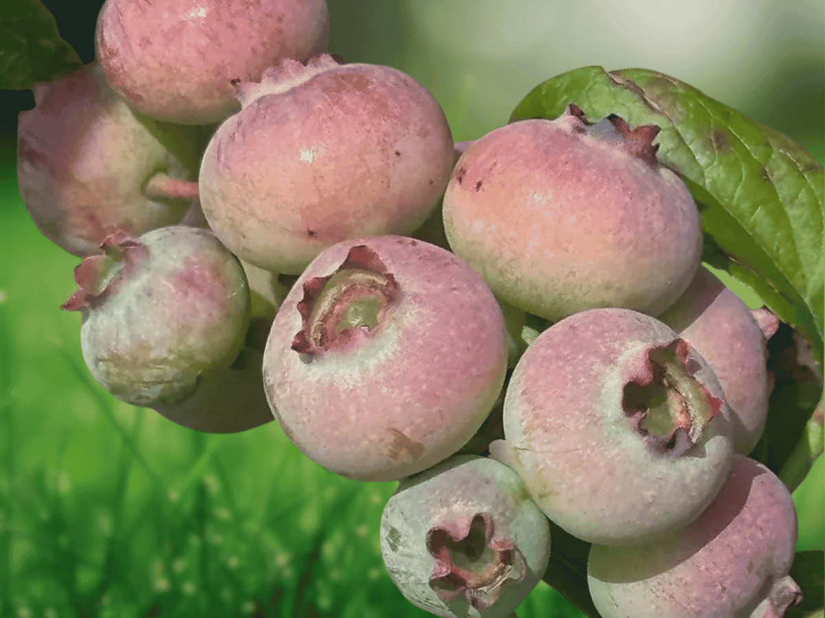 5 Primadonna Blueberry Starter Plugs Vaccinium corymbosum
