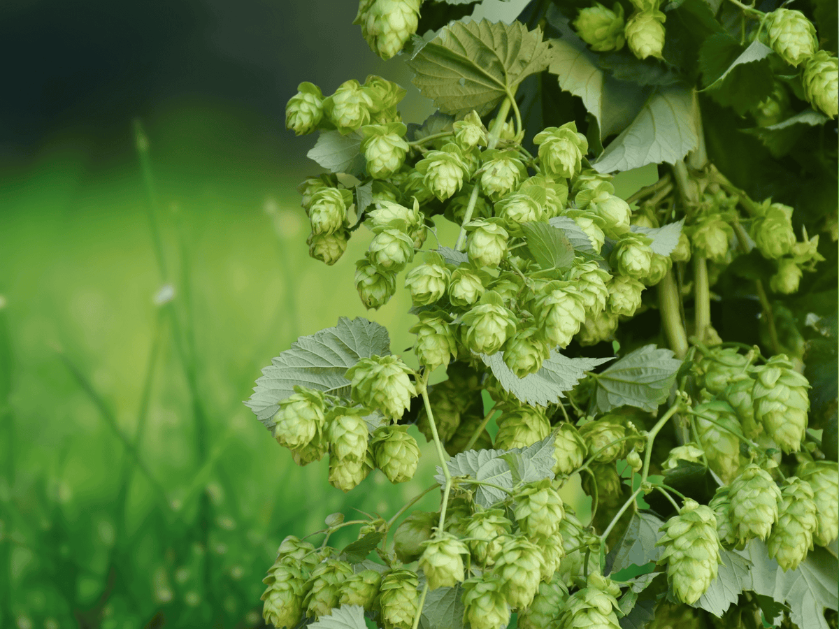 5 Seeds Humulus lupulus Tettnang Hops Vine Climbing Perennial