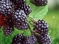 10 Live Plant Galaxy Blackberry Rubus Starter Plug