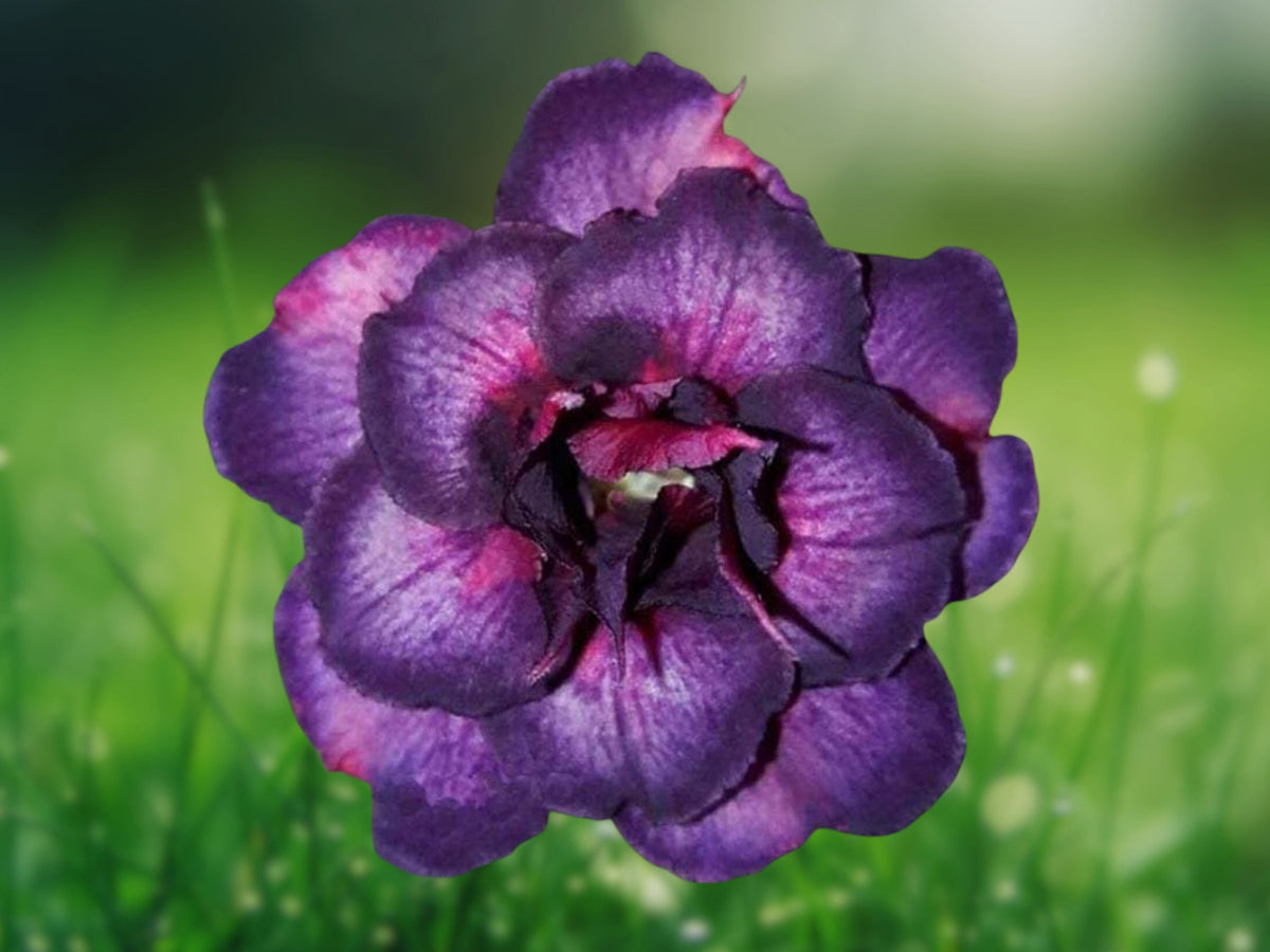 4 Seeds Dark Purple Pink Desert Rose Adenium Obesum Rare Succulent Bonsai Plant