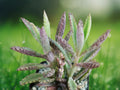 1 Rooted Plant Kalanchoe 'Pink Butterflies' Succulent Starter for Patio Garden and Indoor Decor