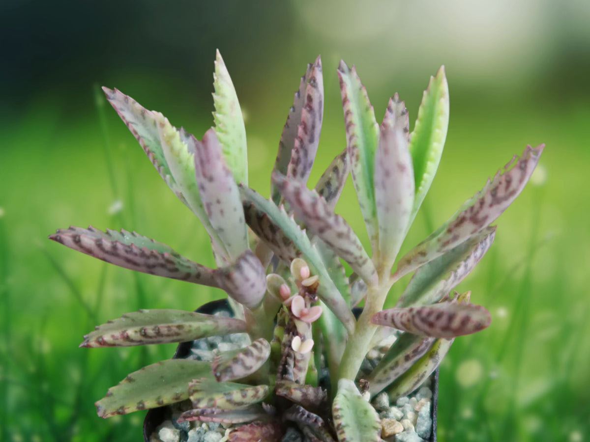 1 Rooted Plant Kalanchoe 'Pink Butterflies' Succulent Starter for Patio Garden and Indoor Decor