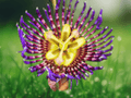 5 Seeds Passiflora laurifolia Water Lemon Passionfruit Tropical Vine