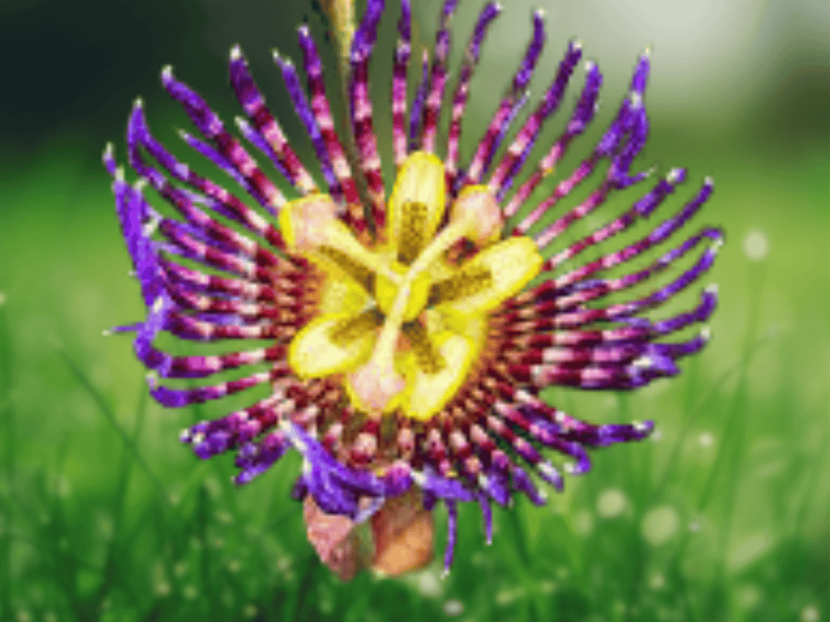 5 Seeds Passiflora laurifolia Water Lemon Passionfruit Tropical Vine