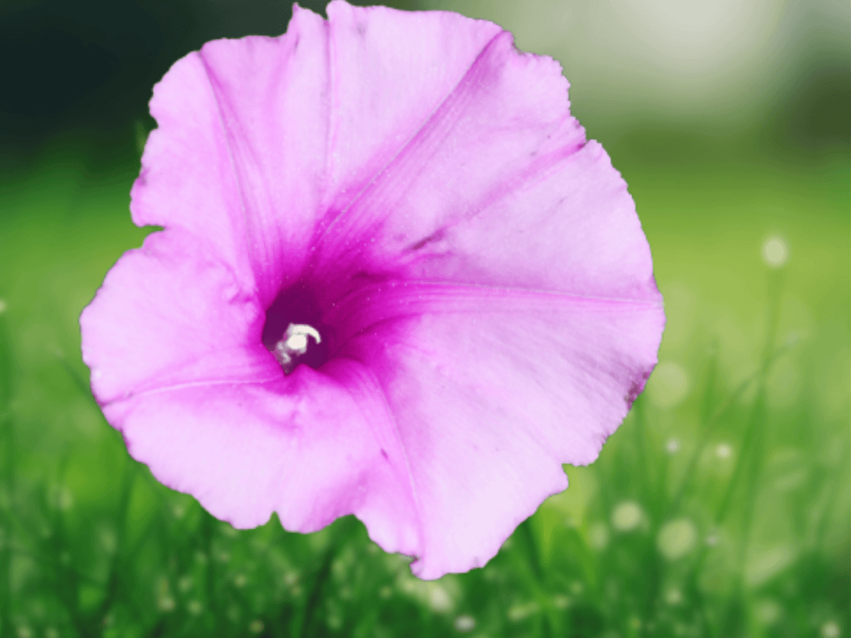 10 Seeds Ipomoea heptaphylla Wright's Morning Glory Climbing Vine