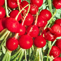 Heirloom Radish Seeds 500+ Non-GMO Champion Variety for Garden Planting Raphanus sativus