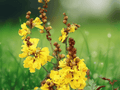 5 Seeds Peltophorum pterocarpus Copperpod Tree Yellow Flowering Ornamental Shade Tree