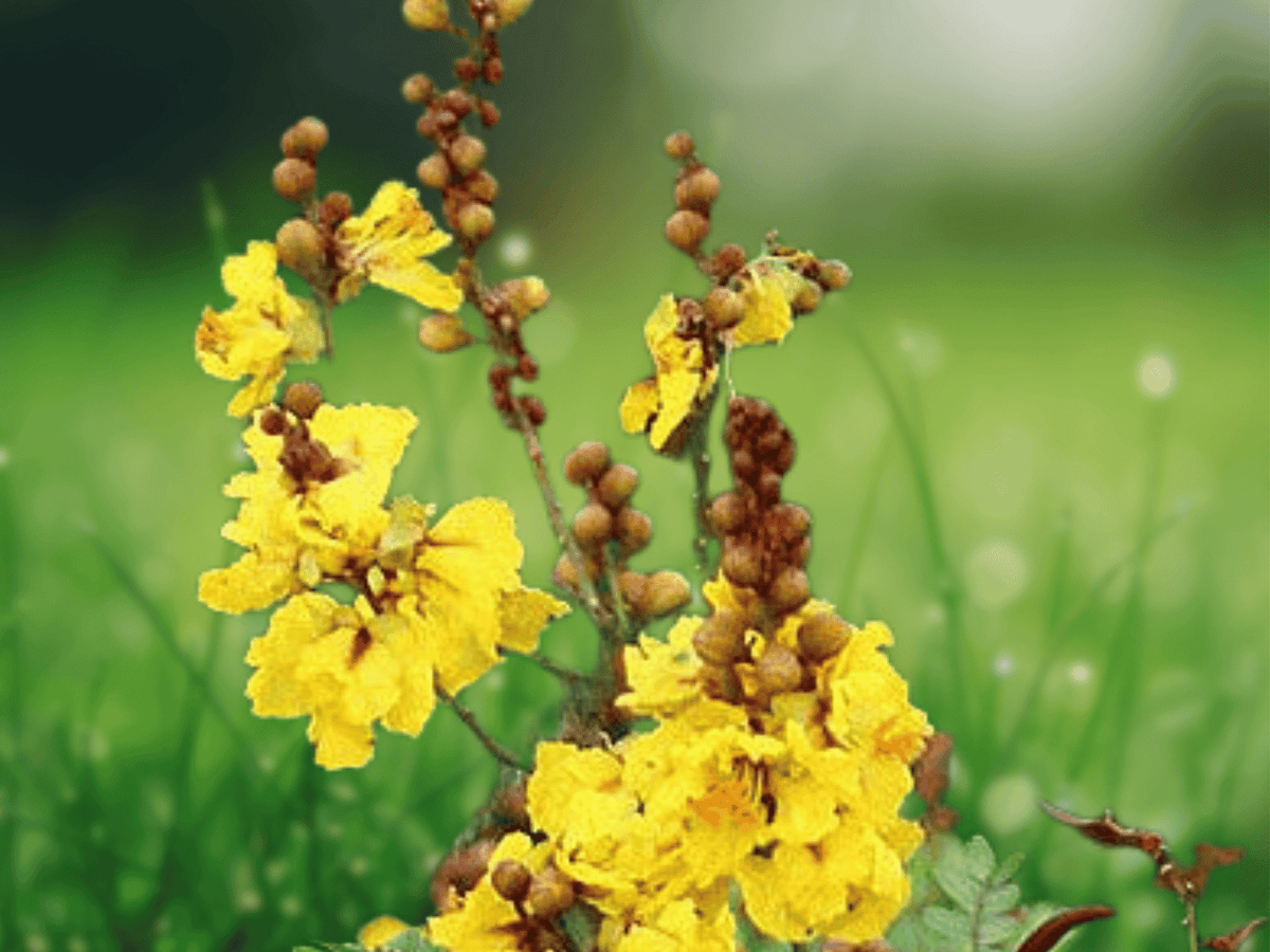 5 Seeds Peltophorum pterocarpus Copperpod Tree Yellow Flowering Ornamental Shade Tree
