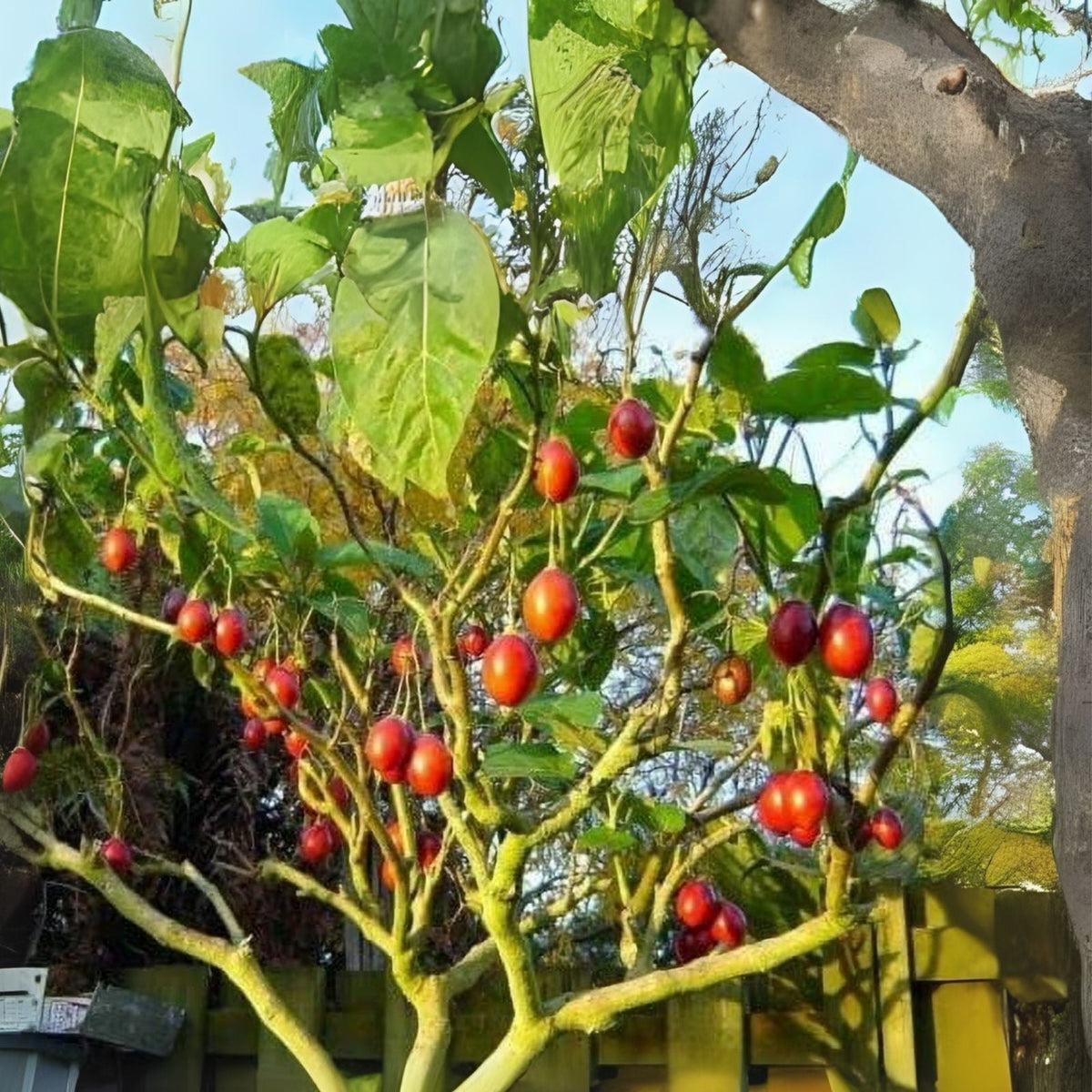 Tomato Tree Bonsai Seeds - 10 Pack Tamarillo Cyphomandra betacea for Planting