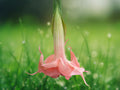 10 Seeds Evelyn Rose Angel Trumpet Brugmansia Hybrid Pink Peach Blooms Fragrant Tropical Flower Tree Easy Grow Patio Garden Plant