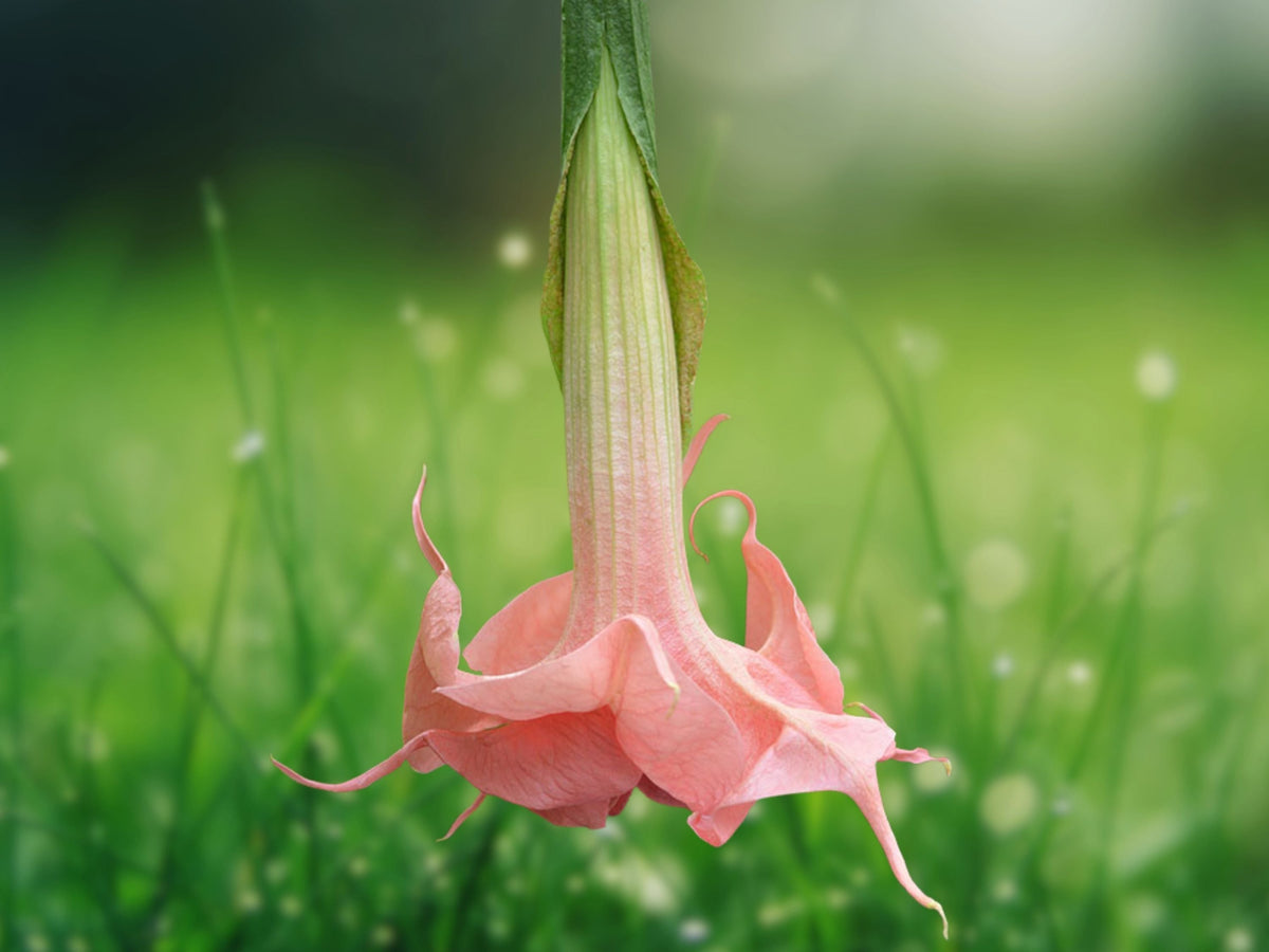 10 Seeds Evelyn Rose Angel Trumpet Brugmansia Hybrid Pink Peach Blooms Fragrant Tropical Flower Tree Easy Grow Patio Garden Plant