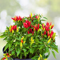 Live Hot Pepper Plant - 4" Pot - Heirloom Spicy Variety - Capsicum annuum - Productive & Flavorful