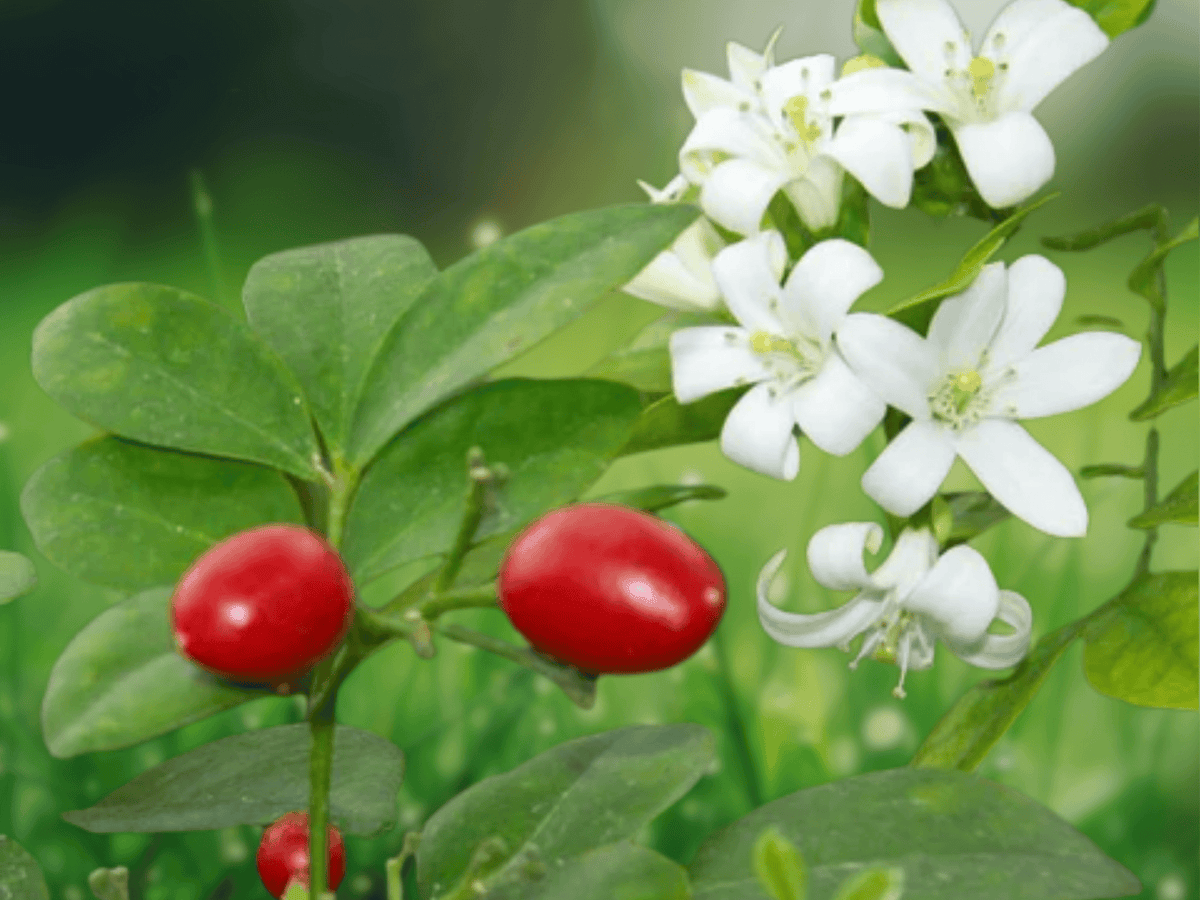 5 Seeds Murraya paniculata (Orange Jasmine) Fragrant Evergreen Shrub