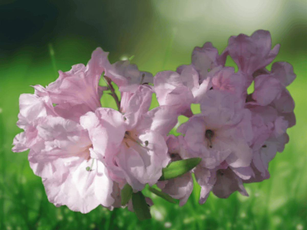 10 Seeds Rhododendron fortunei Rhododendron Flower Seeds Ornamental Shrub