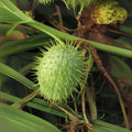 Wild Cucumber Seeds - 30 Pack Echinocystis lobata for Planting, Organic Climbing Vine, Garden Starter Seeds