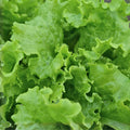 Lettuce Seeds 500 Count - Grand Rapids Heirloom Organic Non-GMO Vegetable Seeds for Gardening