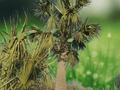 5 Seeds Mexican Palmetto Palm Sabal mexicana