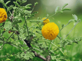 5 Seeds Acacia constricta Whitethorn Acacia Hardy Desert Shrub