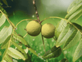 5 Bare Root Live Plants Black Walnut Tree 12 Inch Tall Juglans nigra American