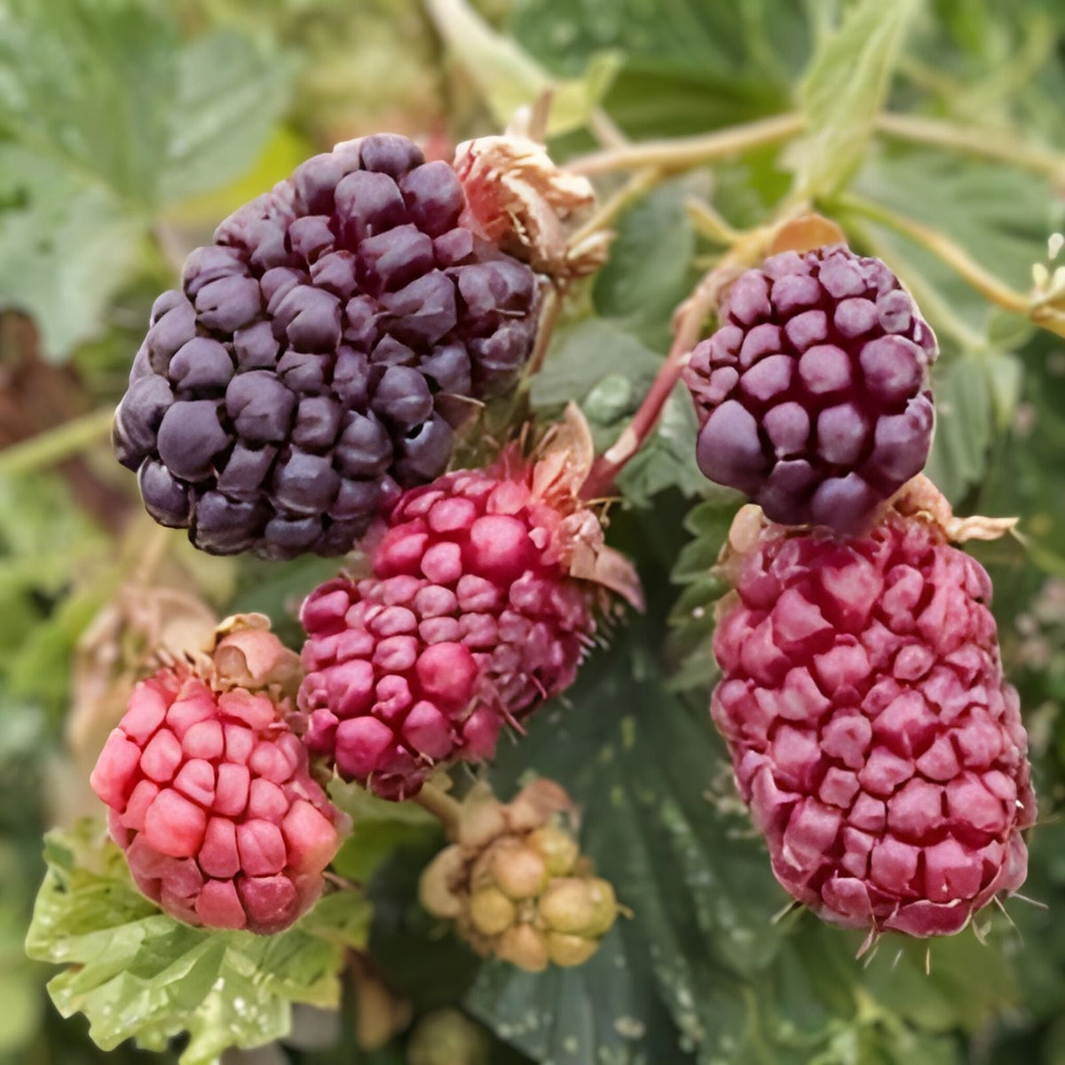 Boysenberry Plant Starter - Thornless - Sweet Tart Hybrid Berry Shrub - Rubus ursinus × Rubus idaeus
