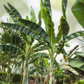 Extra Large Queen Emma Banana Plant - 7g Pot - Ornamental Tropical Foliage - Musa 'Queen Emma' - Bareroot Shipping