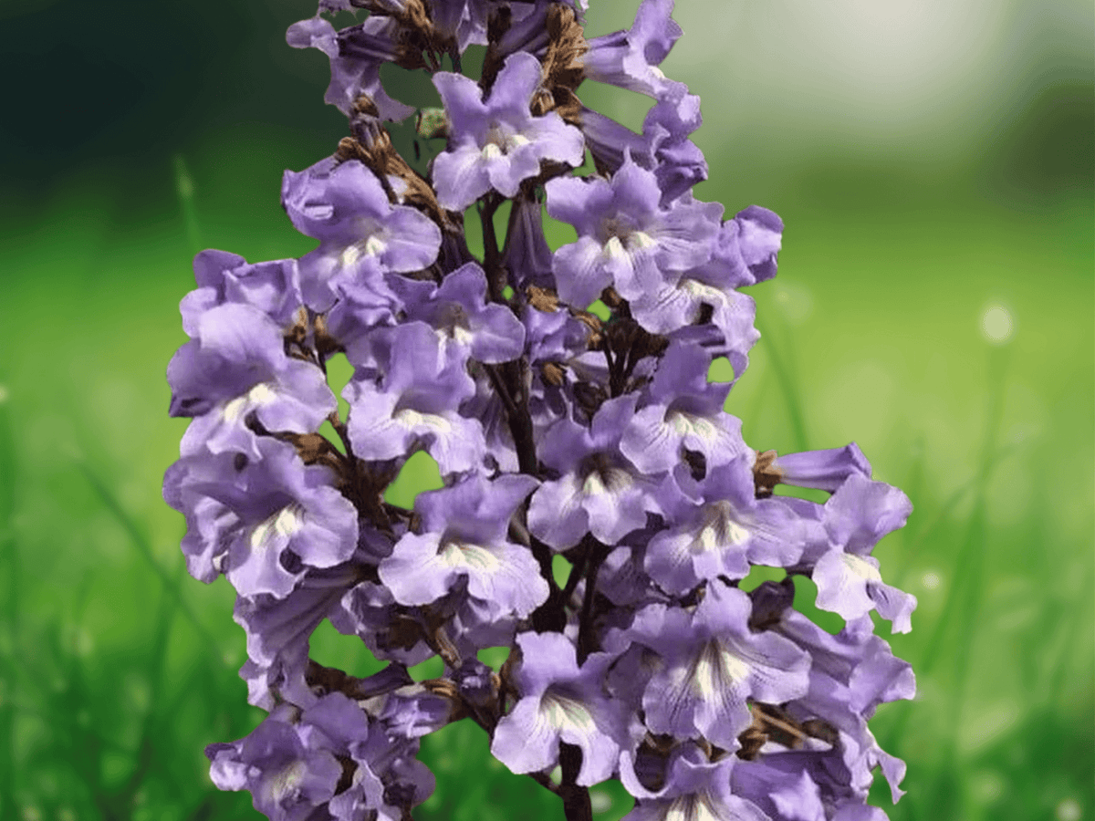 10 Seeds Paulownia kawakamii Sapphire Dragon Tree Fast Growing Shade Tree