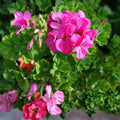 Geranium Cuttings 30 Pack - Hardy Pink Flower Pelargonium spp. - Fresh Plant Cuttings for Gardening