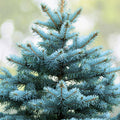Christmas Day Spruce Seeds - 20 Blue Needle Seeds - Picea meyeri - Great for Holiday Gardening and Landscaping