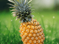 5 Seeds Pineapple Ananas comosus Tropical Fruit Plant