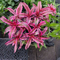 Cryptanthus Red Baron Plant in 5" Pot - Unique Houseplant for Home Decor (Cryptanthus 'Red Baron')