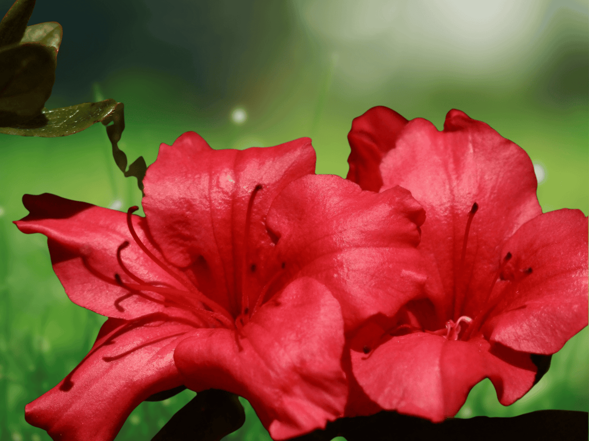 1 Plant Live Red Ruffle Azalea Rutherford Hybrid
