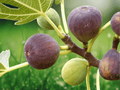10 Violette de Bordeaux Fig Tree Live Plant Ficus carica Starter Plug