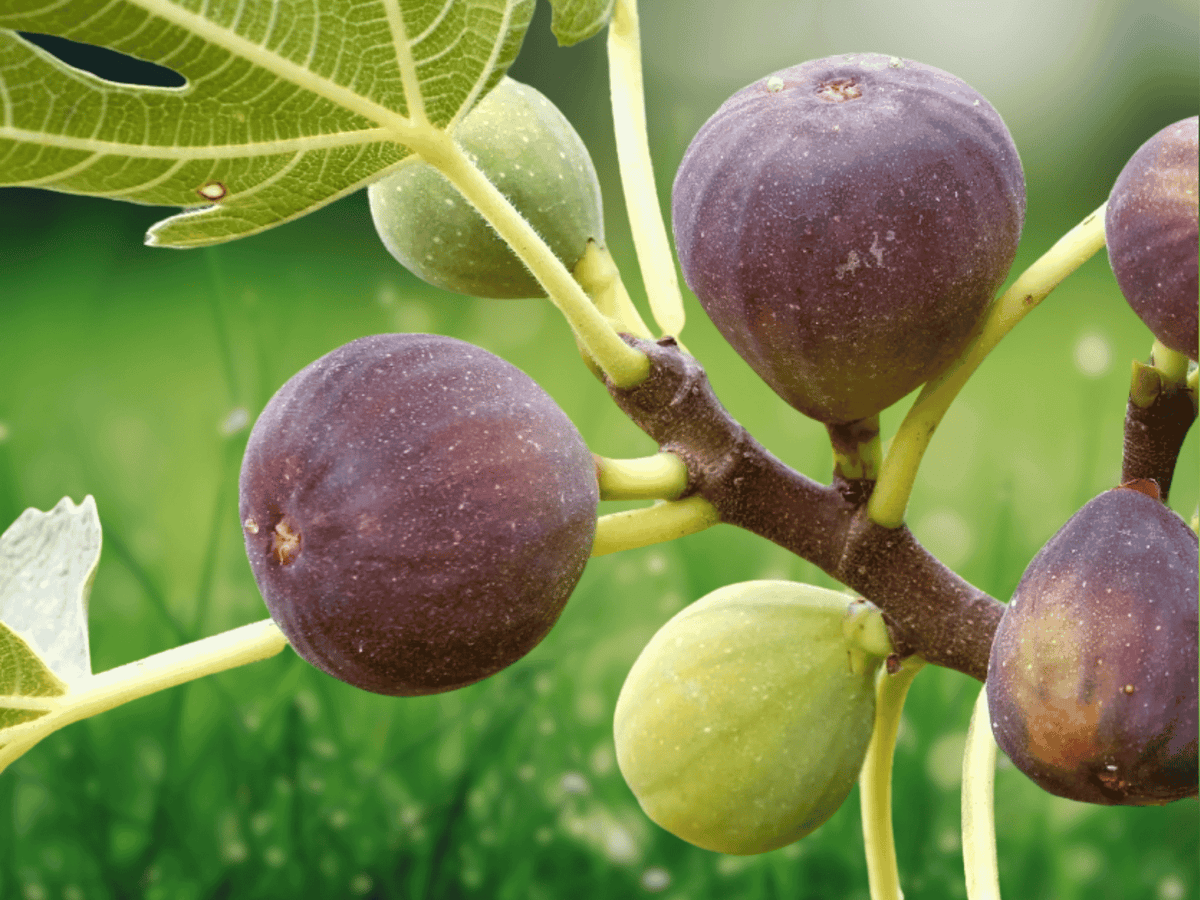 10 Violette de Bordeaux Fig Tree Live Plant Ficus carica Starter Plug