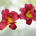 Ruby Red Stella Daylily Bare Root Plant – Rebloomer, Red Blooms, Zones 3-9 – Hemerocallis ‘Ruby Stella’